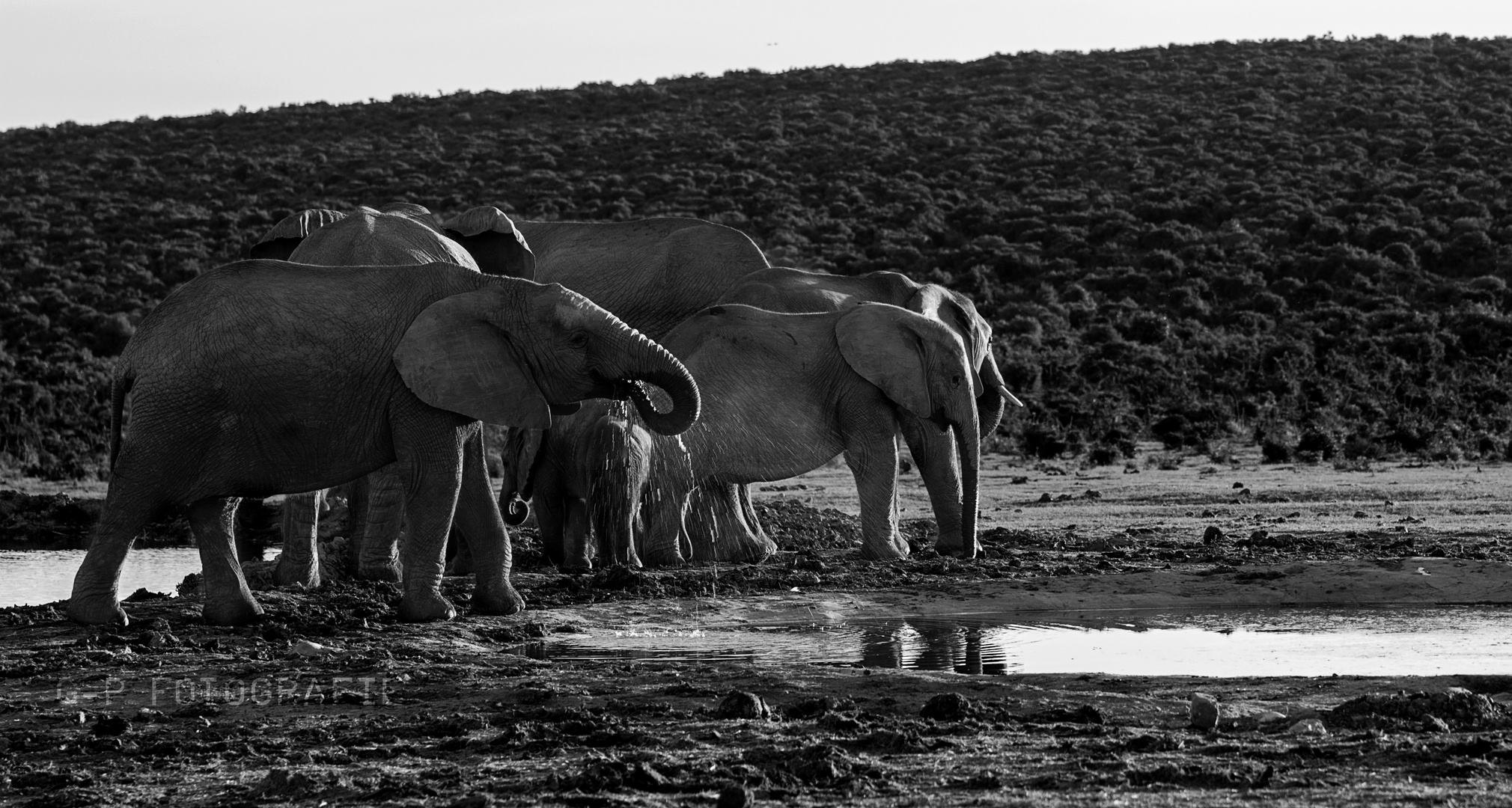 Elefanten am Wasserloch | Addo NP | South Africa