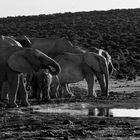 Elefanten am Wasserloch | Addo NP | South Africa