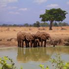 Elefanten an der Wasserstelle