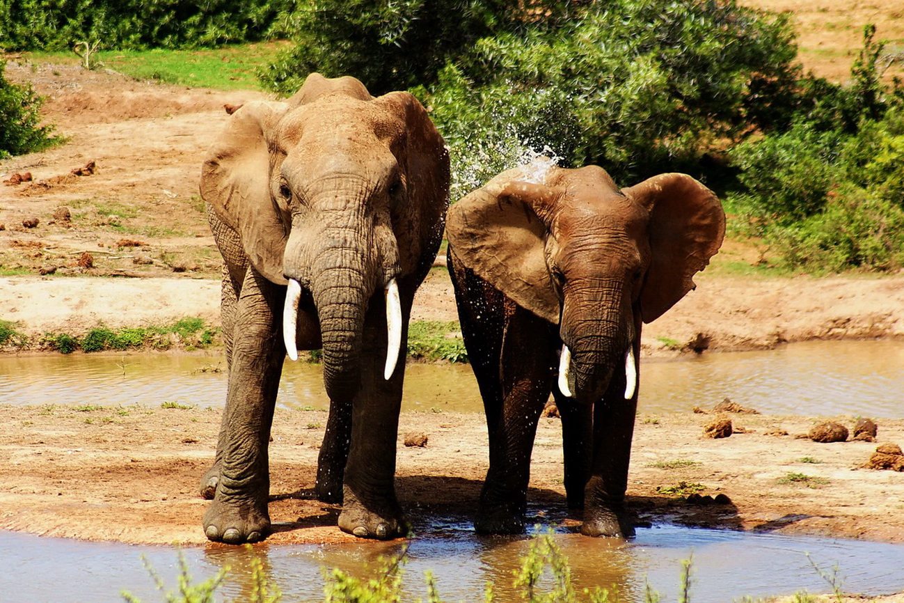 Elefanten an der Wasserstelle im Addo Nationalpark in Südafrika