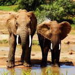 Elefanten an der Wasserstelle im Addo Nationalpark in Südafrika