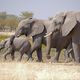 Elefanten an der Wasserstelle Rietfontein