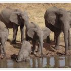 Elefanten an einer Wasserstelle • Tarangire Nat. Park