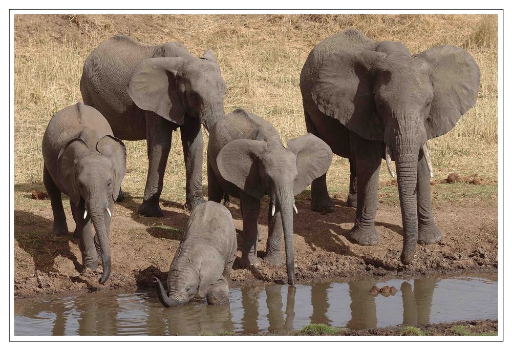 Elefanten an einer Wasserstelle • Tarangire Nat. Park