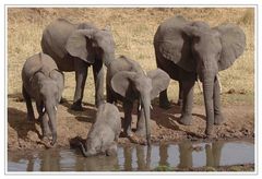Elefanten an einer Wasserstelle • Tarangire Nat. Park
