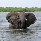 Elefanten-Angriff