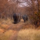 Elefanten auf dem Weg