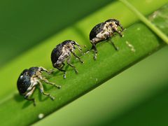 "Elefanten" auf dem Weg zum Wasserloch