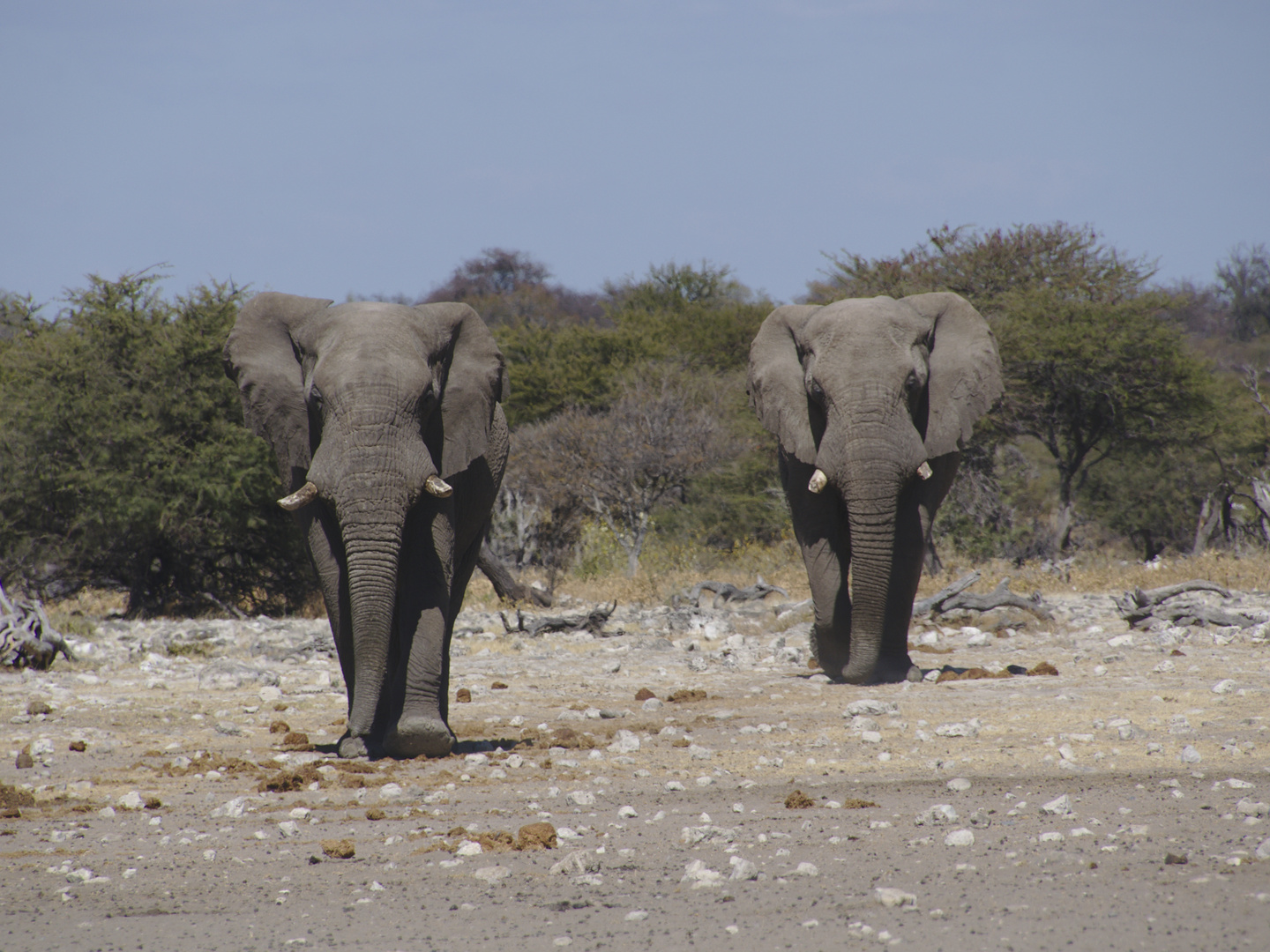 Elefanten auf dem Weg zur Tränke
