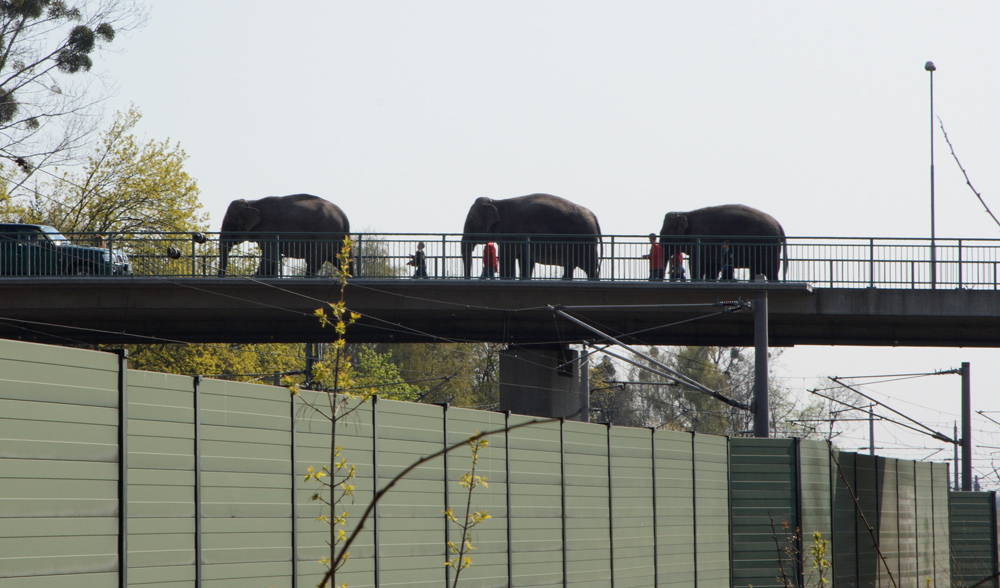 Elefanten auf der Bahnbrücke