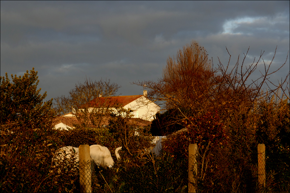 Elefanten auf der Insel Ré ... II.