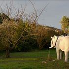 Elefanten auf der Insel Ré ... III.