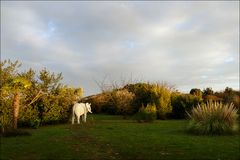 Elefanten auf der Insel Ré ... IV.