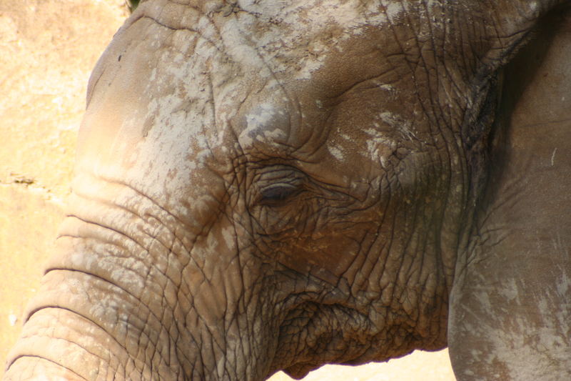 Elefanten aus dem Ausburger Zoo