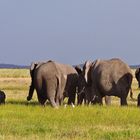 Elefanten-Ausflug