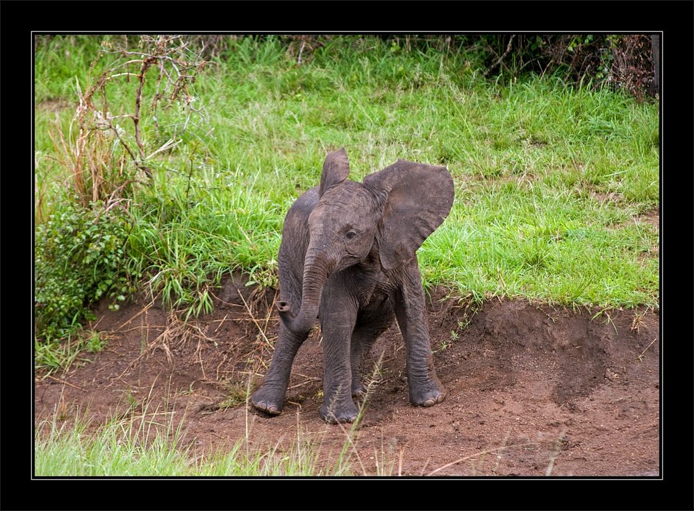 Elefanten-Baby im Hluhluwe National Park