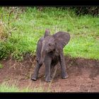 Elefanten-Baby im Hluhluwe National Park