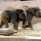 Elefanten-Baby-Rennen