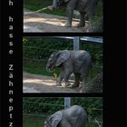 Elefanten-Baby-Sorgen :-)