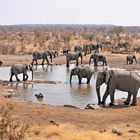 Elefanten Bad