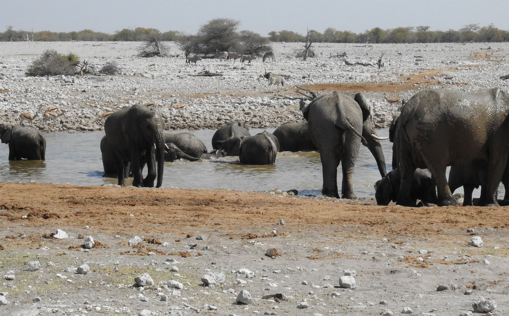 Elefanten baden genüsslich im Okaukuejo-Wasserloch.