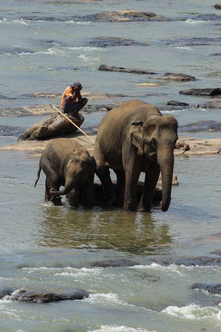 Elefanten baden Pinnawala