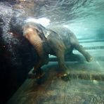 Elefanten-Badespaß2