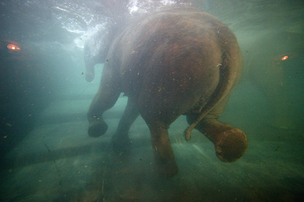 Elefanten-Badespaß3