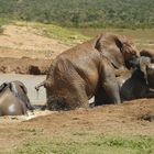Elefanten - Badetag
