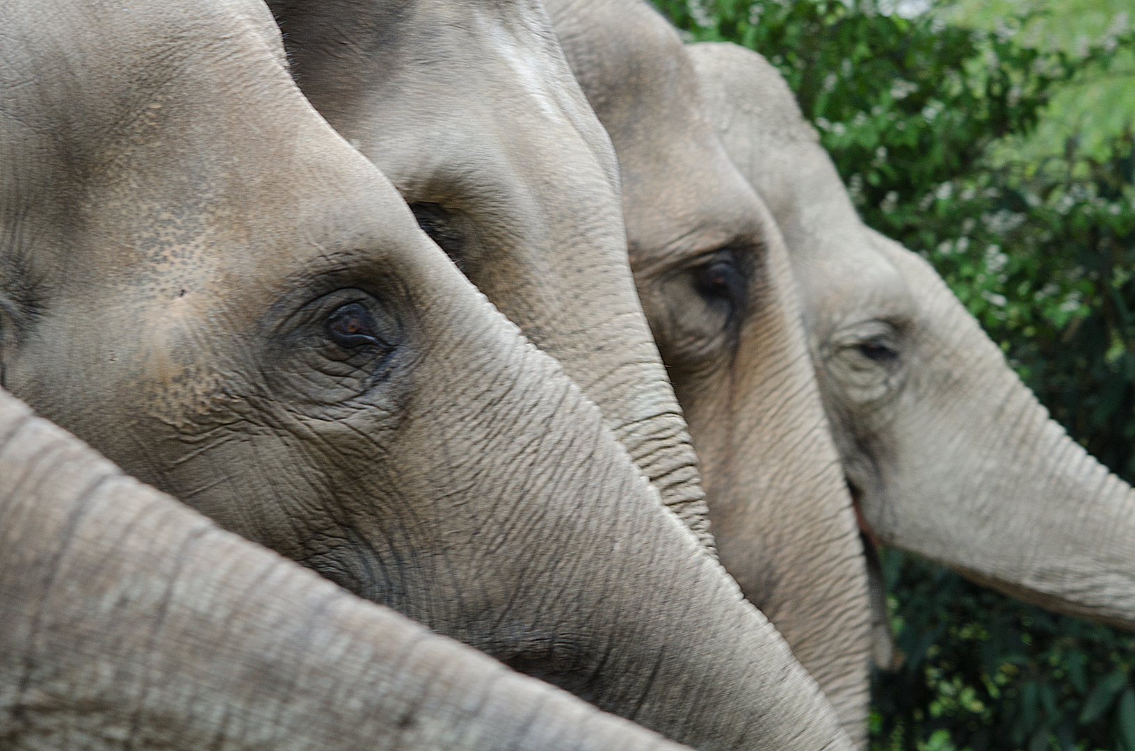 Elefanten bei Hagenbeck