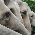 Elefanten bei Hagenbeck