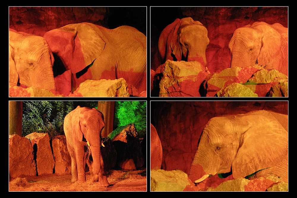 Elefanten bei Nacht - Nachtaktivitäten zum 2.