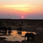 Elefanten beim Abendtrunk
