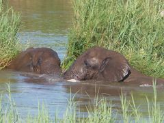 Elefanten beim Bad vor unserem Hotel am Krokodilriver im Krügernationalpark