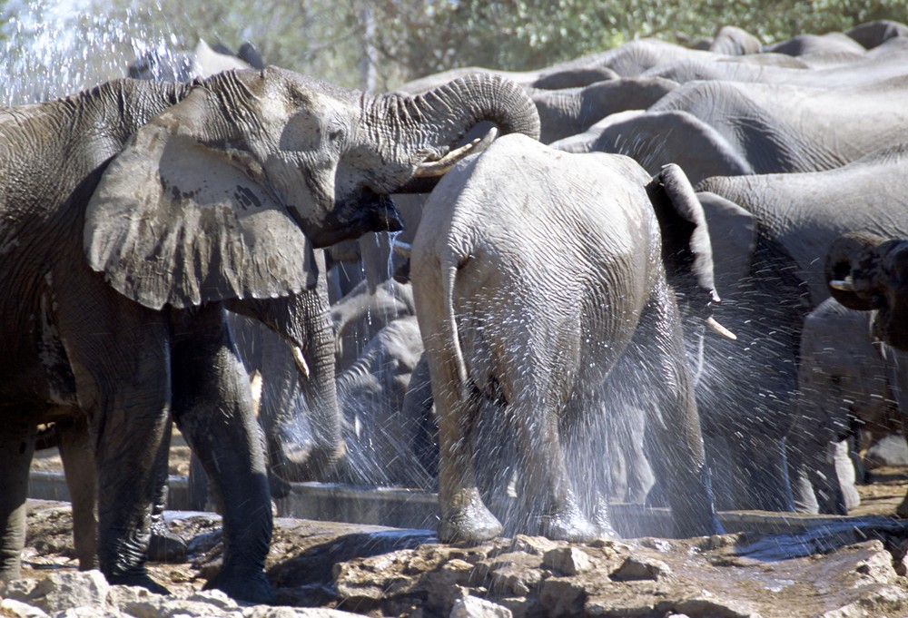 Elefanten beim Duschen...