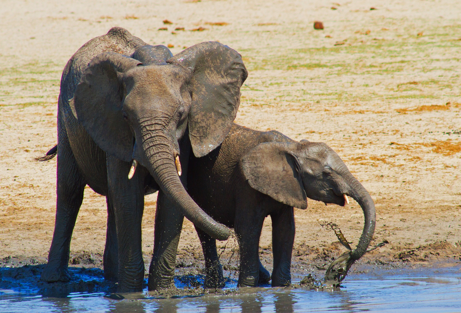 Elefanten beim Planschen