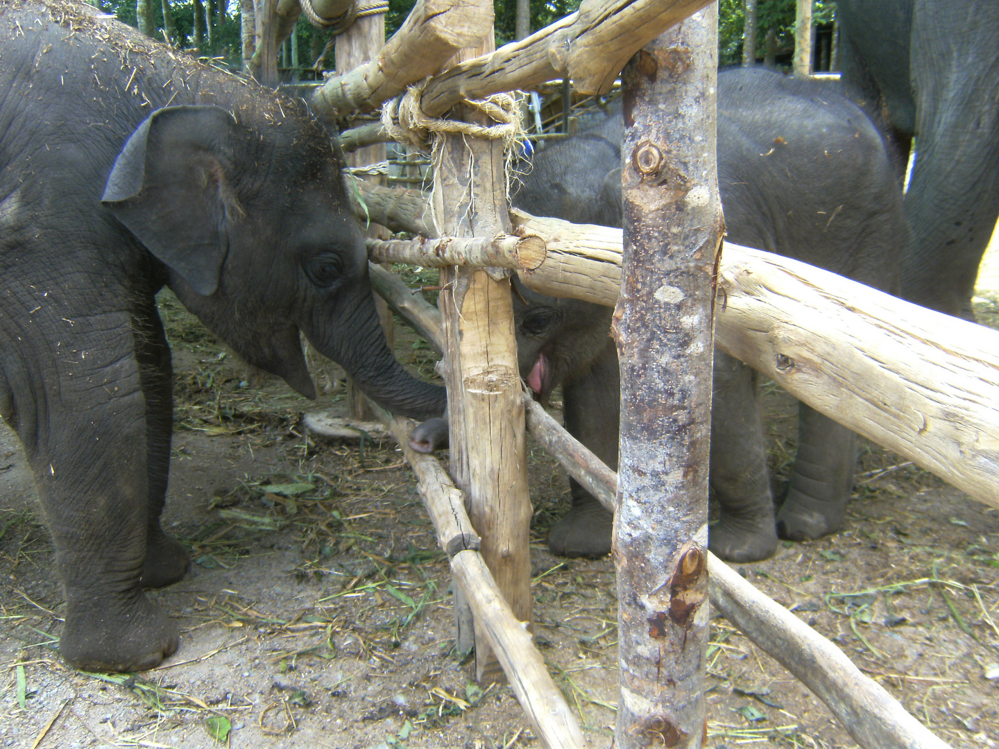 Elefanten beim schmusen