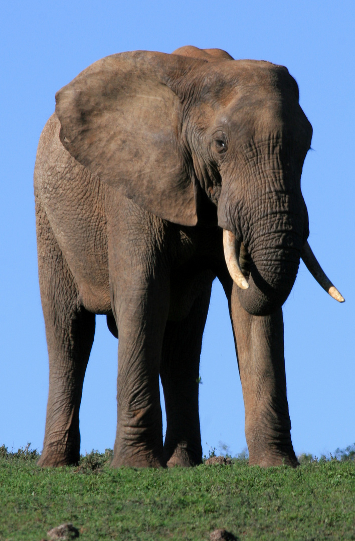 Elefanten Bulle