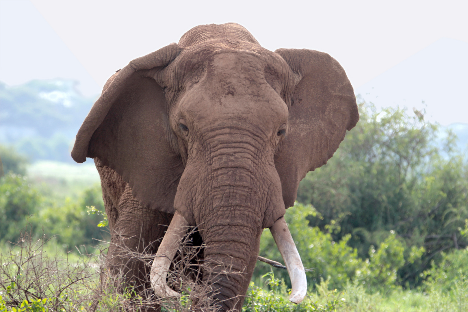 Elefanten Bulle Im Nationalpark Amboseli Afrika Foto Bild Natur Landschaft Pflanzen Bilder Auf Fotocommunity