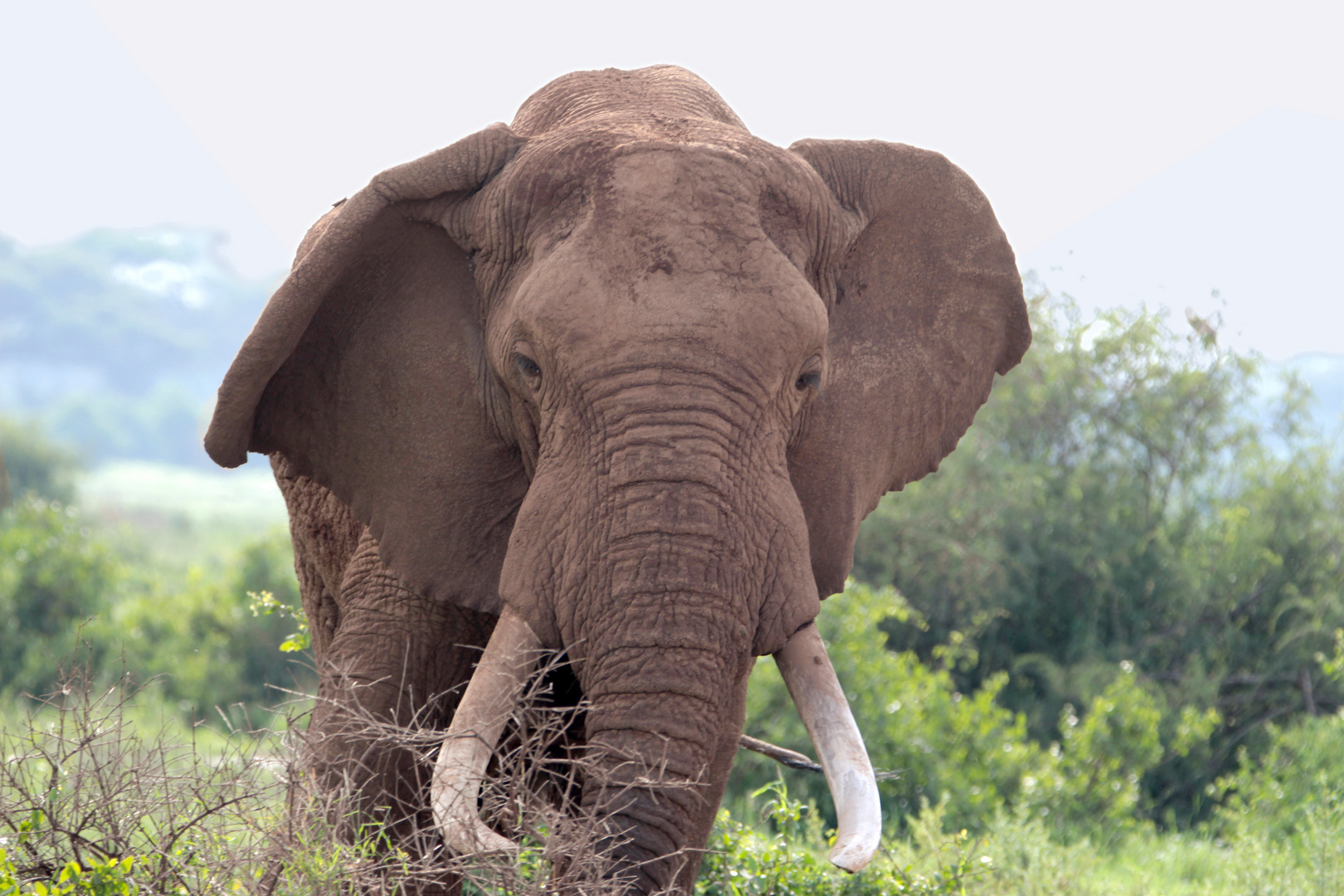 Elefanten-Bulle im Nationalpark Amboseli, Afrika