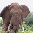 Elefanten-Bulle im Nationalpark Amboseli, Afrika