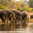 Elefanten, Chobe NP, Botswana