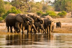 Elefanten, Chobe NP, Botswana