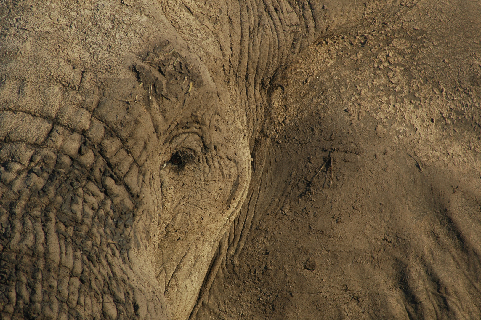Elefanten close-up