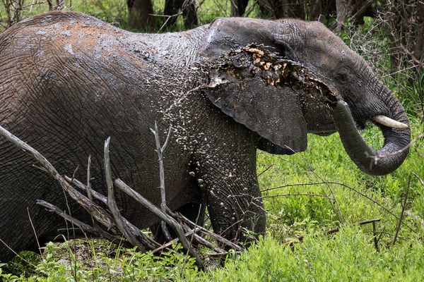 Elefanten - Dickhäuter mit dünner Haut