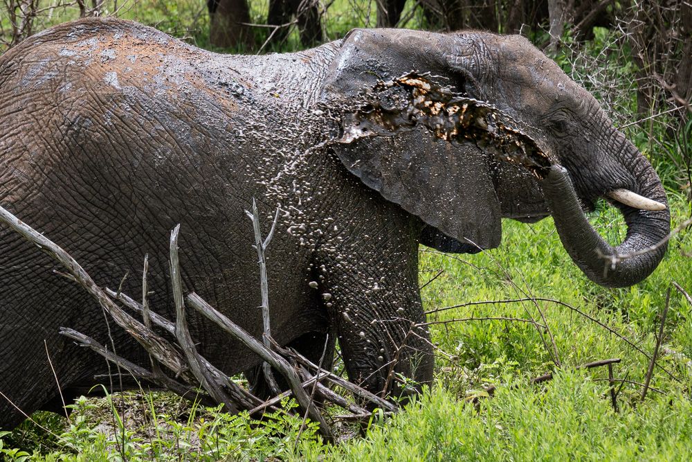 Elefanten - Dickhäuter mit dünner Haut