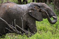 Elefanten - Dickhäuter mit dünner Haut
