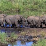 Elefanten durchqueren ein Flußbett