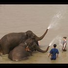 elefanten-dusche...