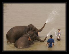 elefanten-dusche...